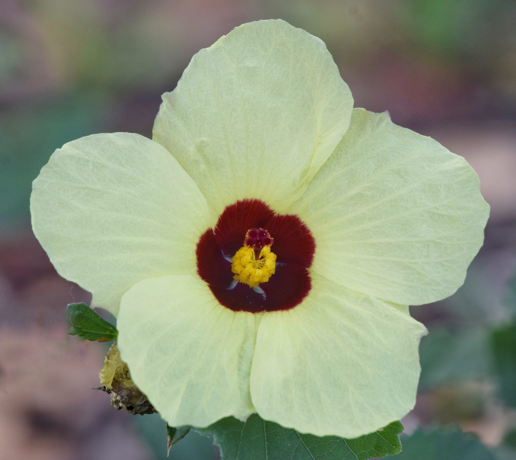Flora of the Dome