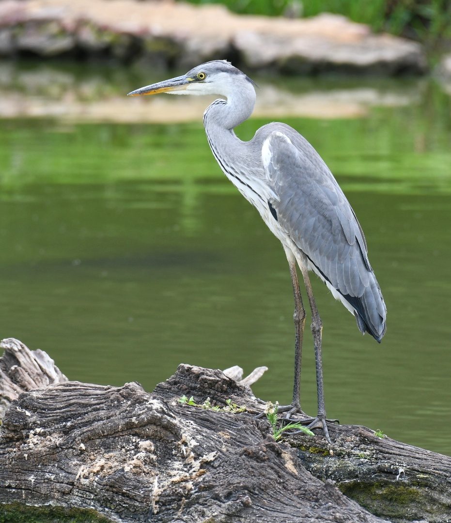 Grey heron