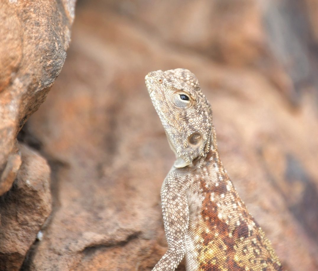 Southern Rock agama female