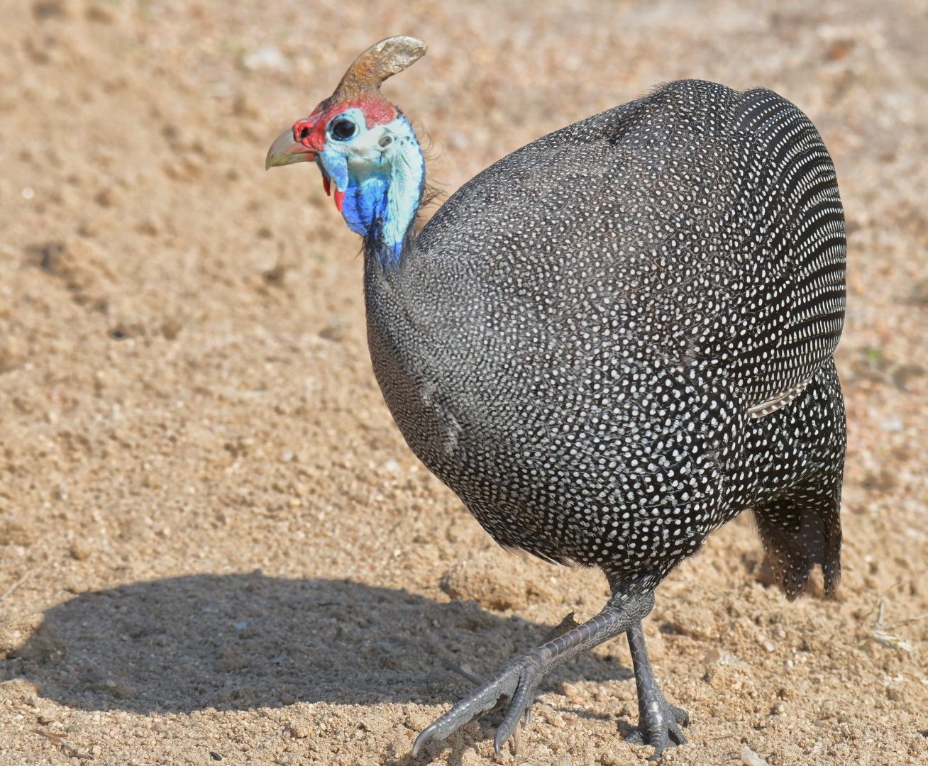 Guineafowl