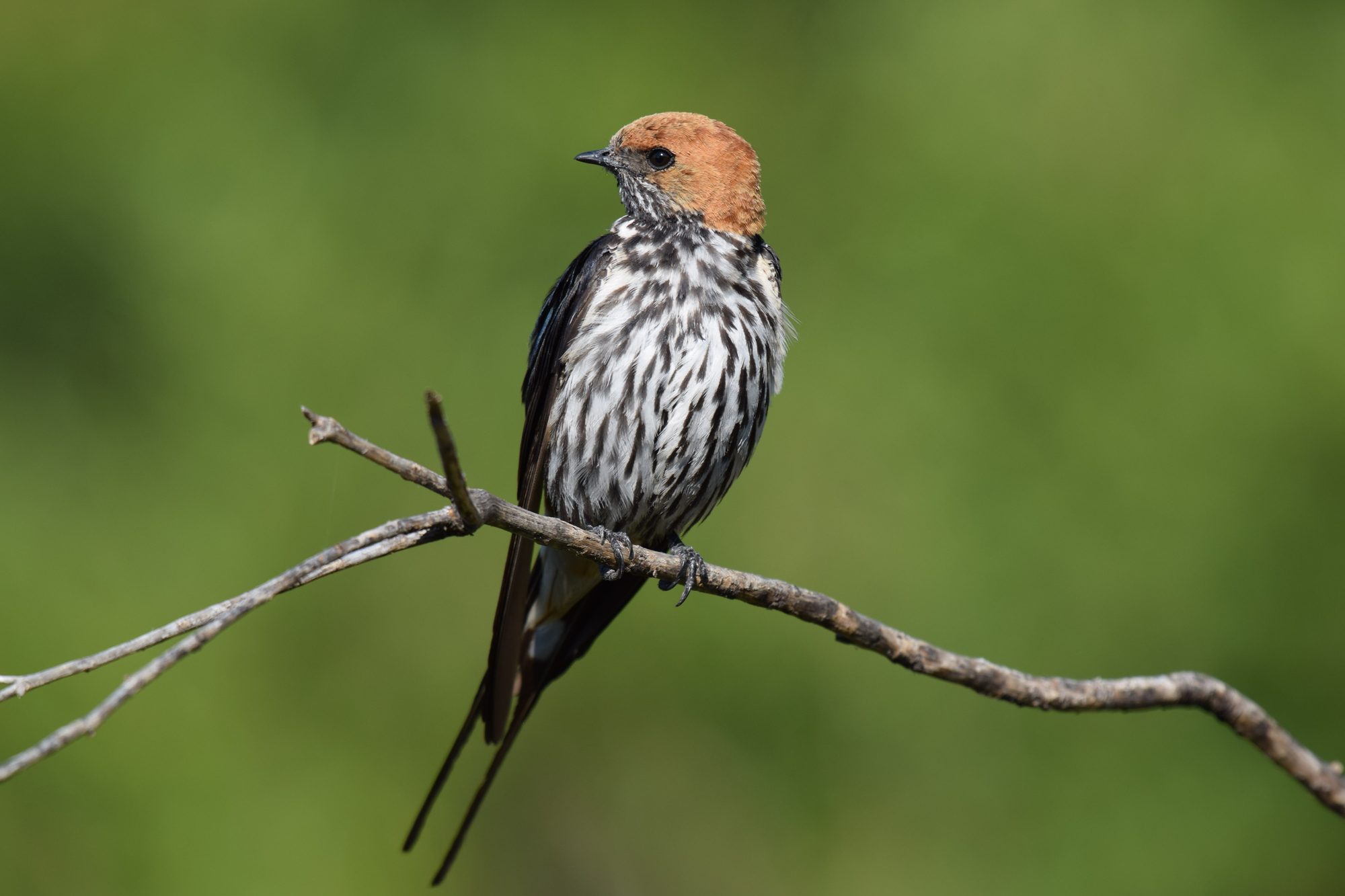 Lesser striped swallow