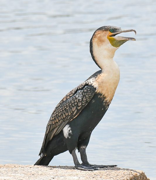 White-breasted Cormorant