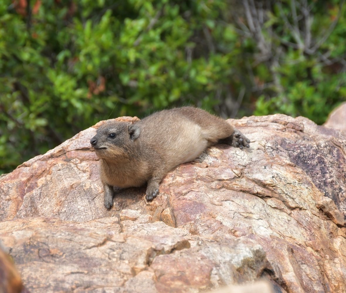 Rock hyrax