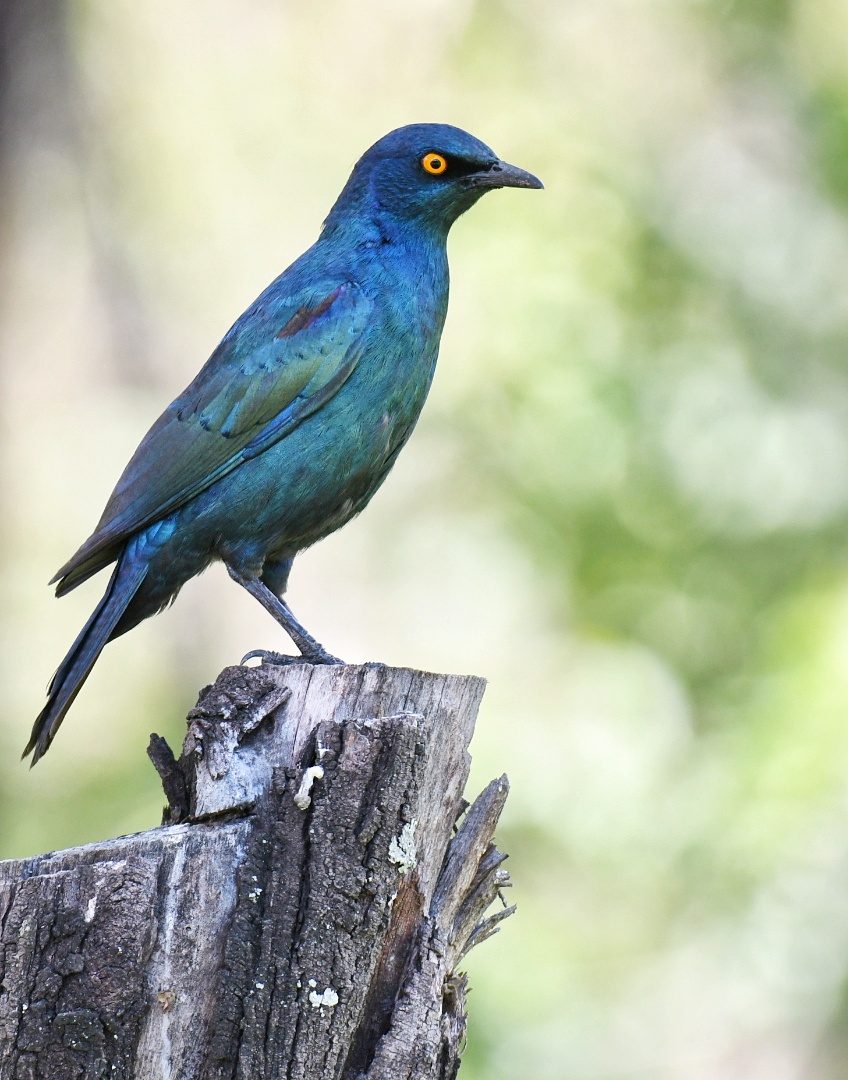 Cape glossy starling