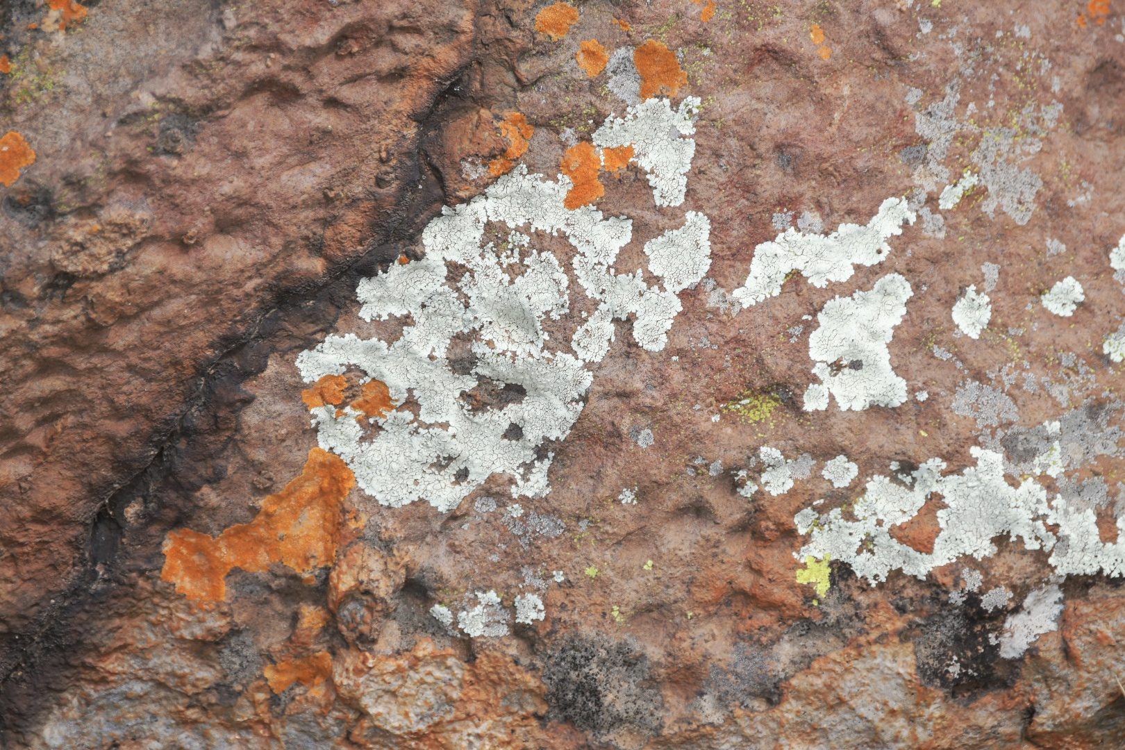 Flora of the Dome