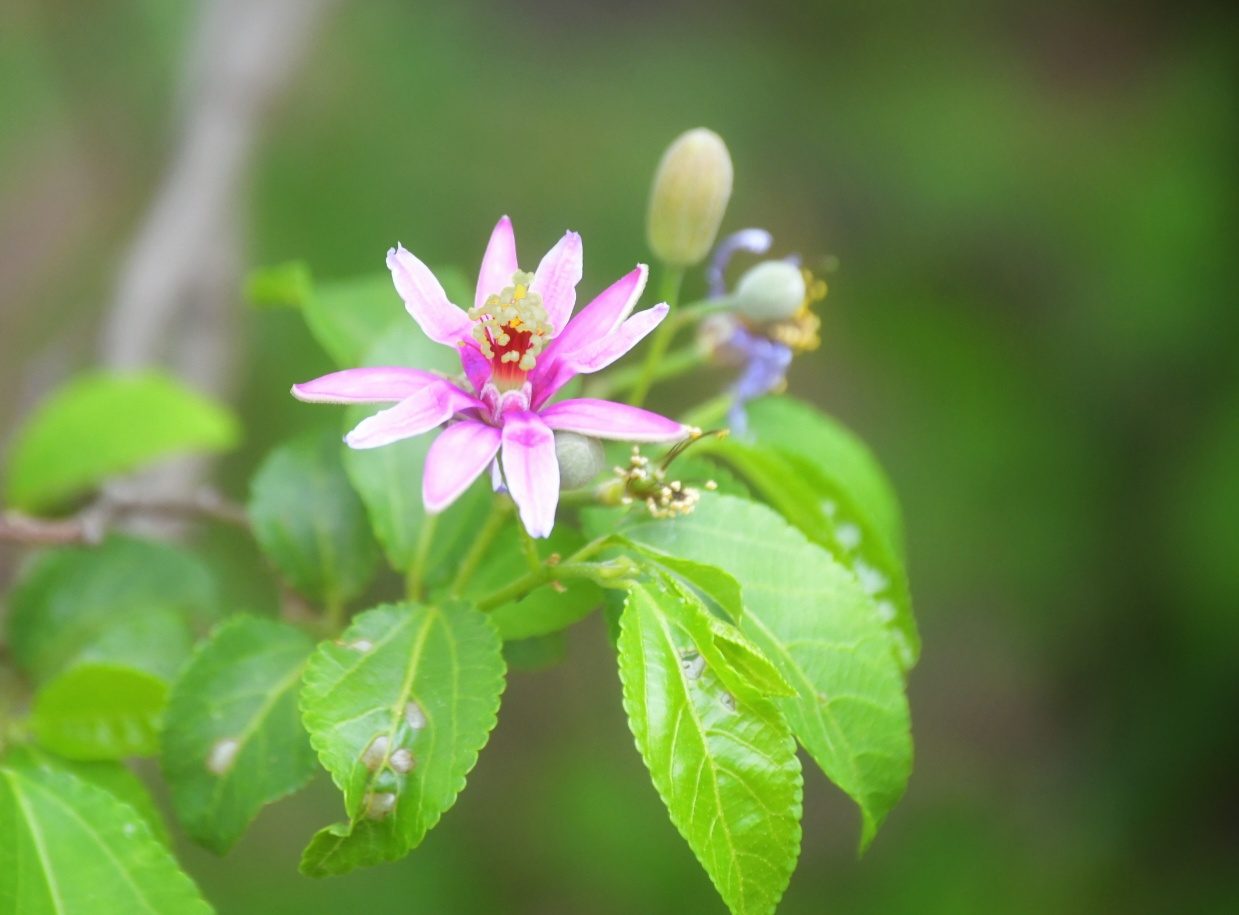 Flora of the Dome