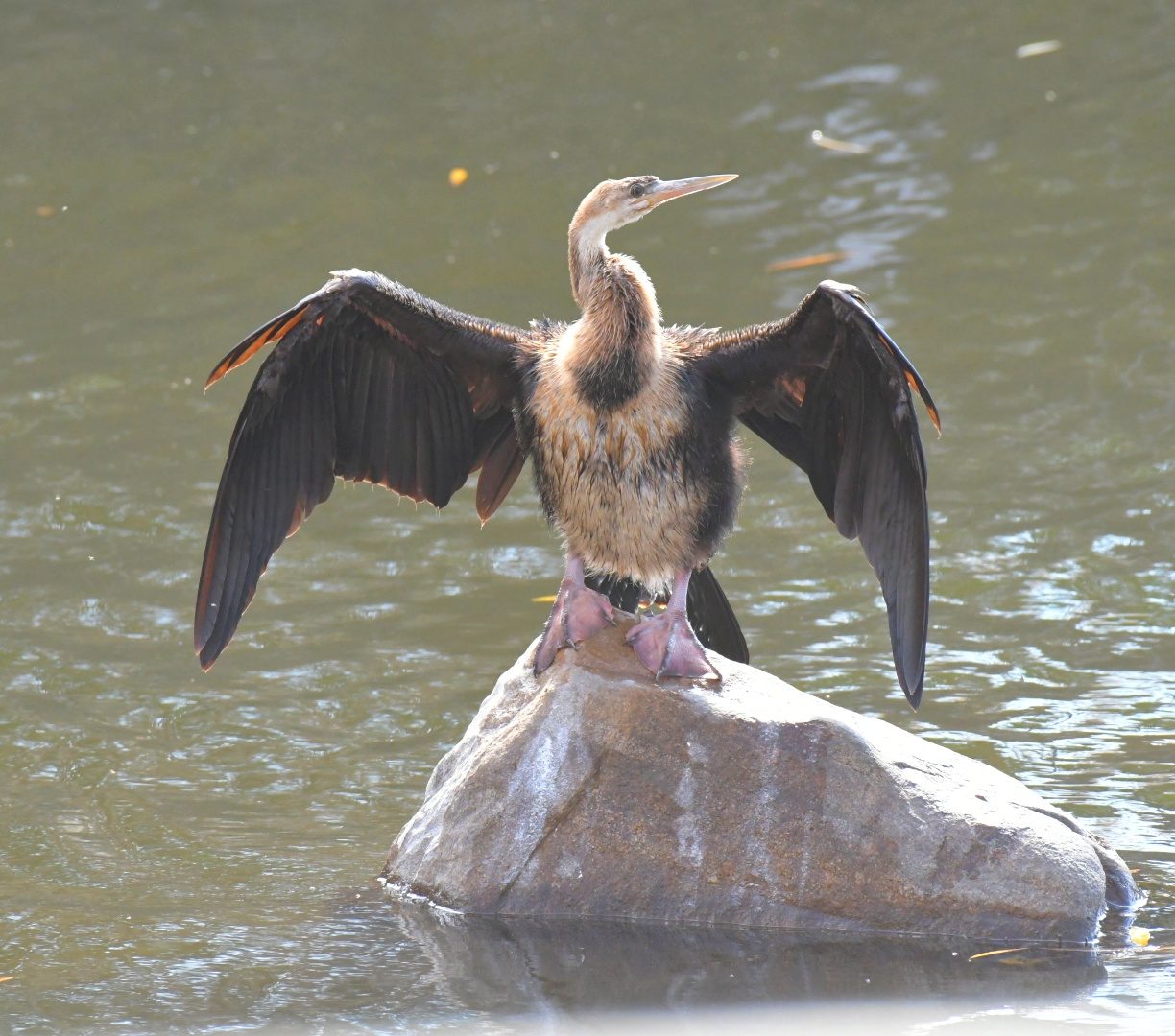 African darter