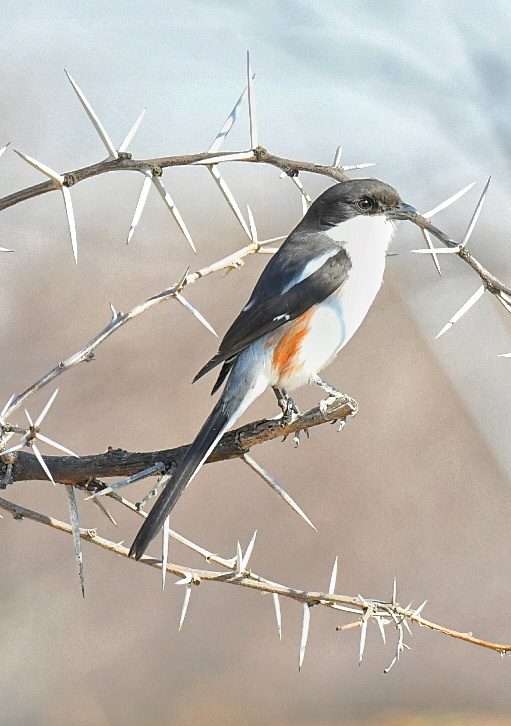 Southern fiscal female