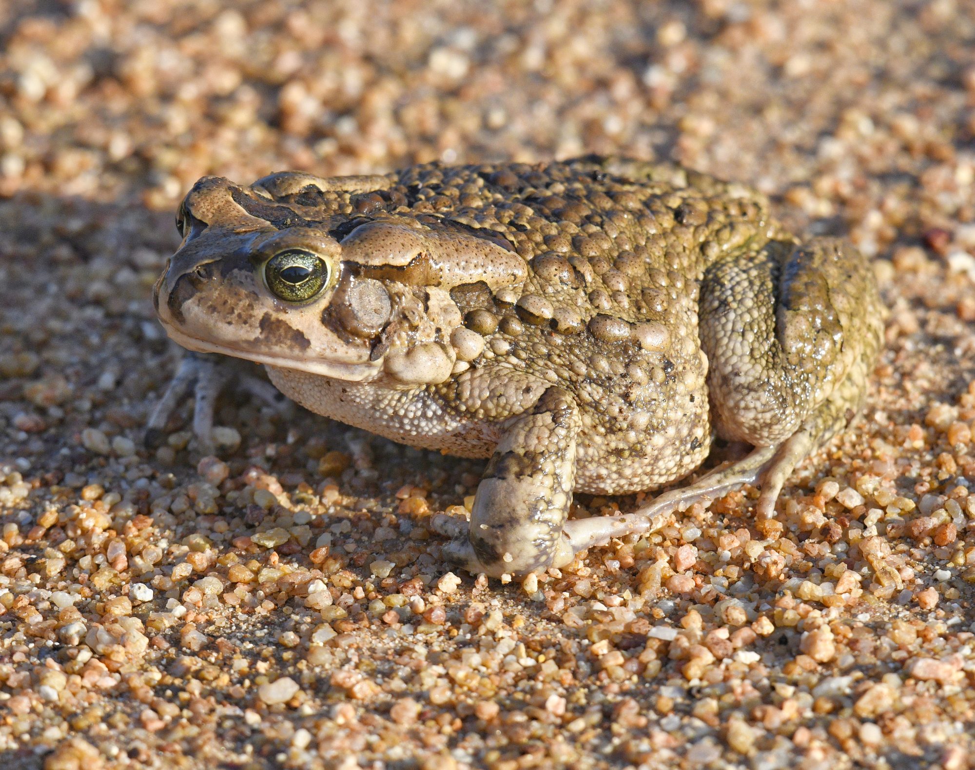 Raucous toad
