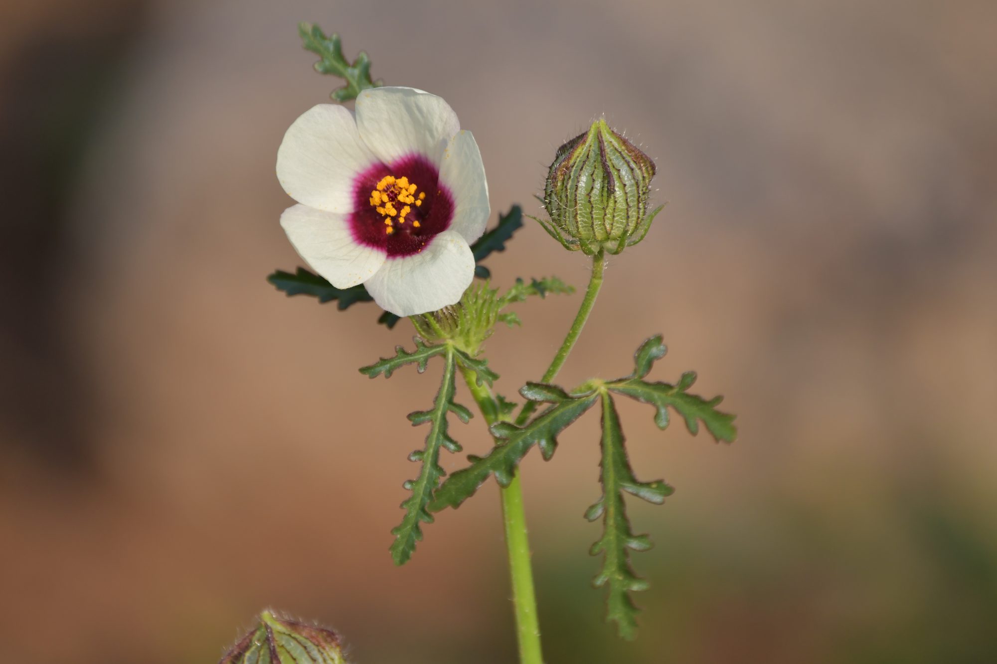 Flora of the Dome