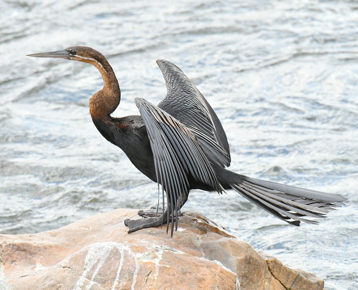 African darter