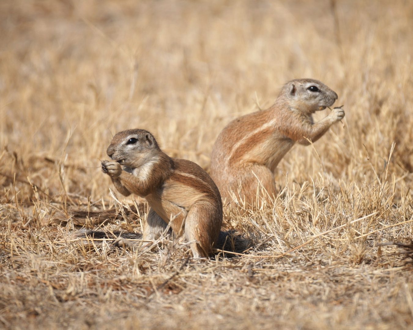 Ground squirrel
