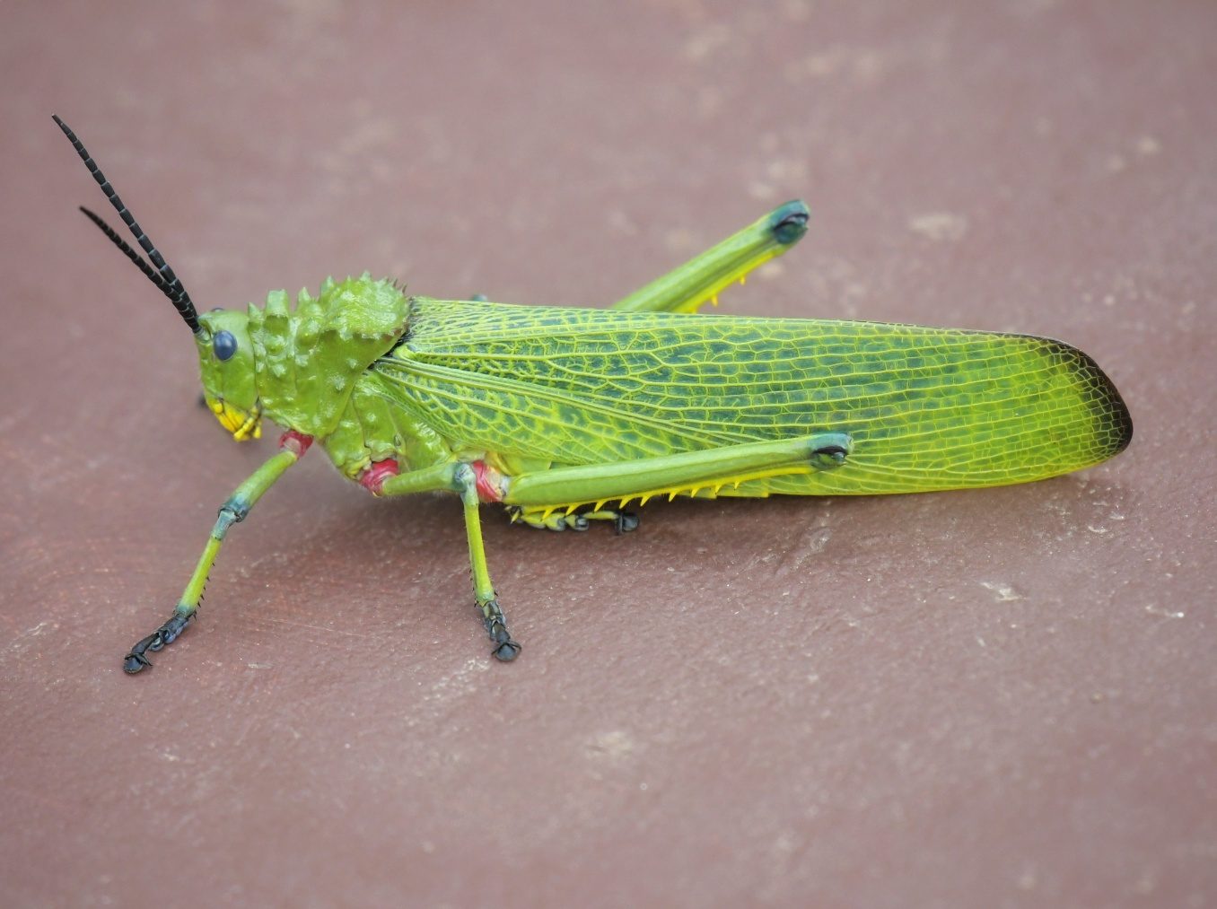Wildlife of the Dome