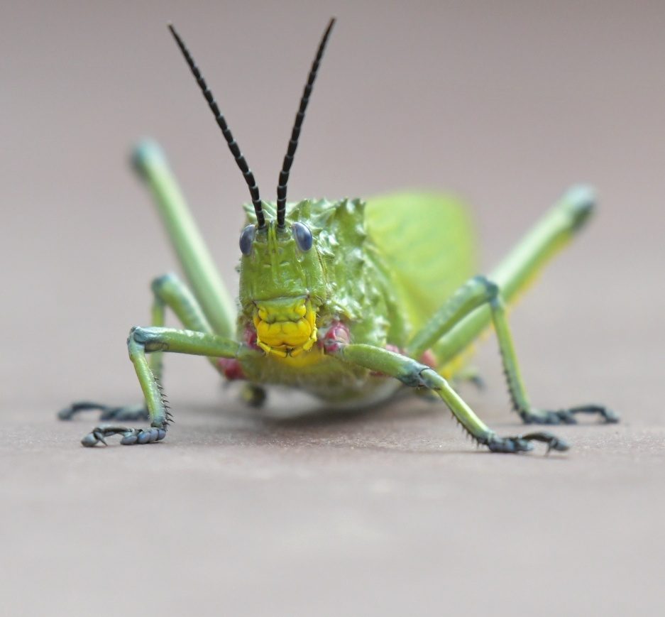 Wildlife of the Dome