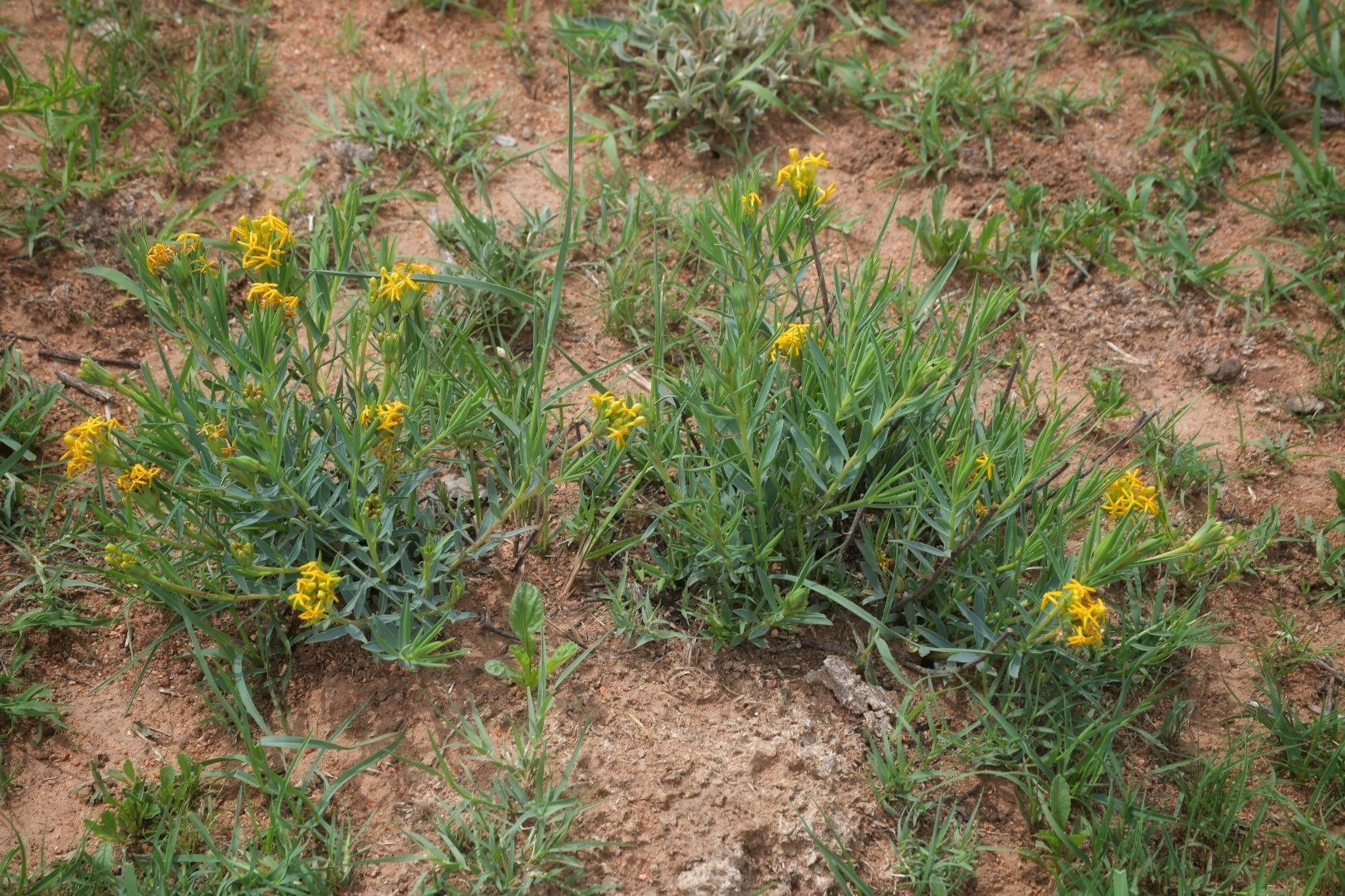 Flora of the Dome