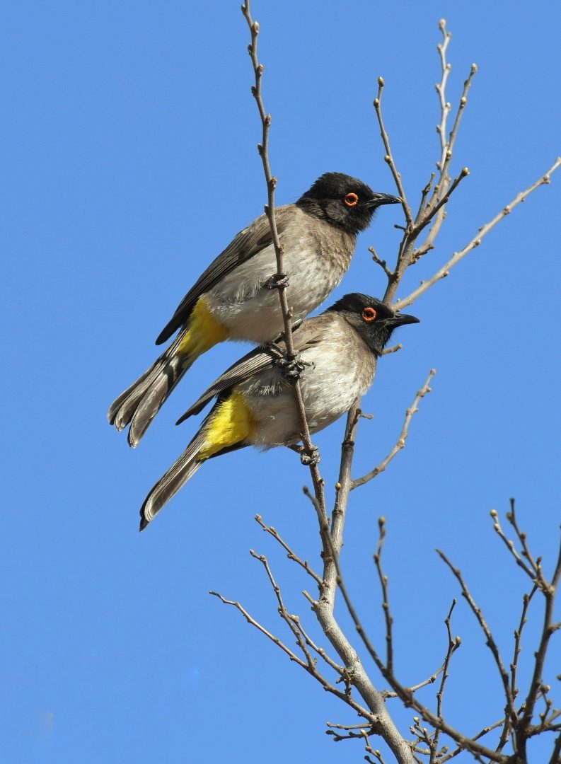 African red-eyed bulbul (Black-fronted bulbul)
