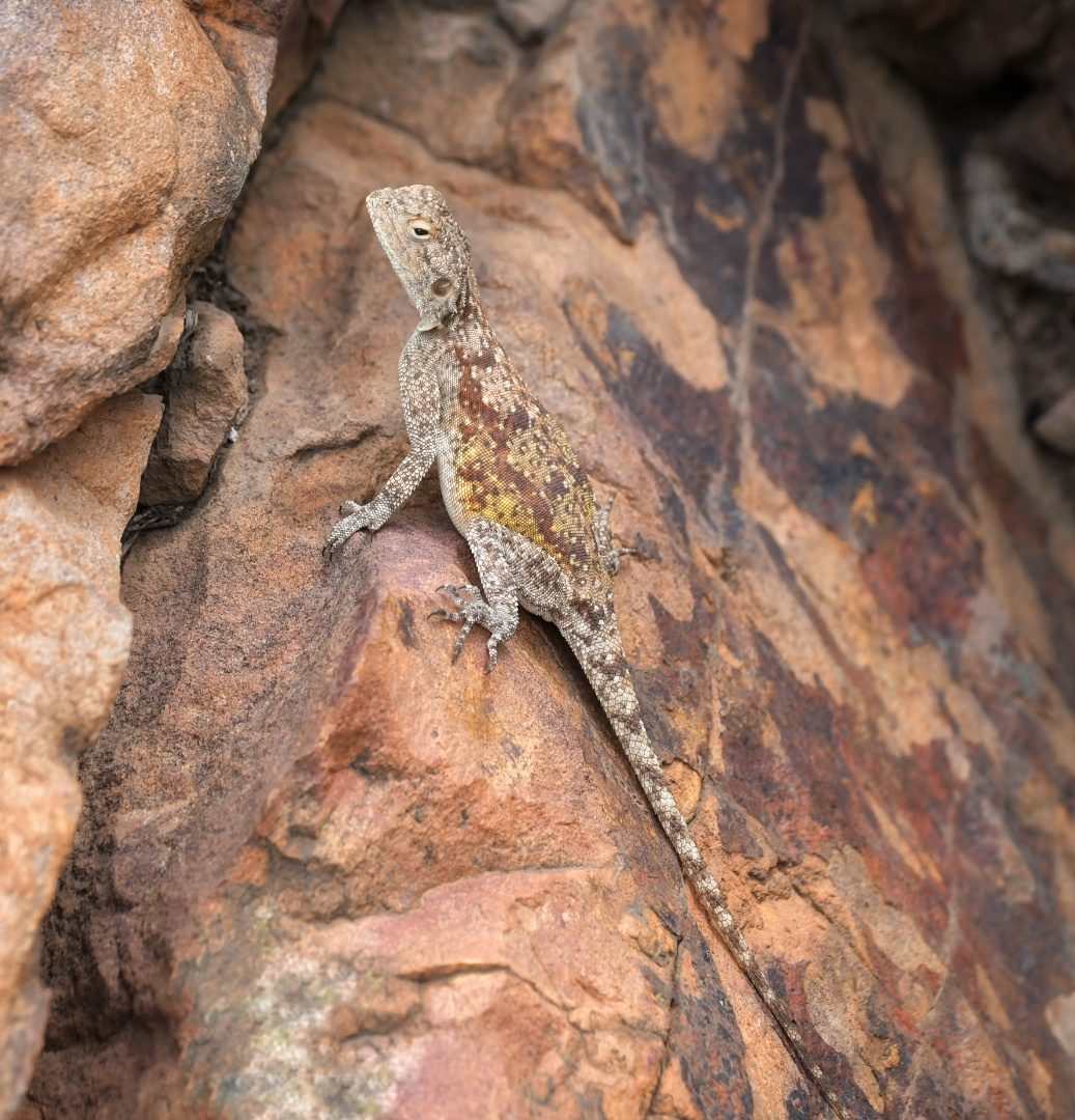 Southern rock agama female
