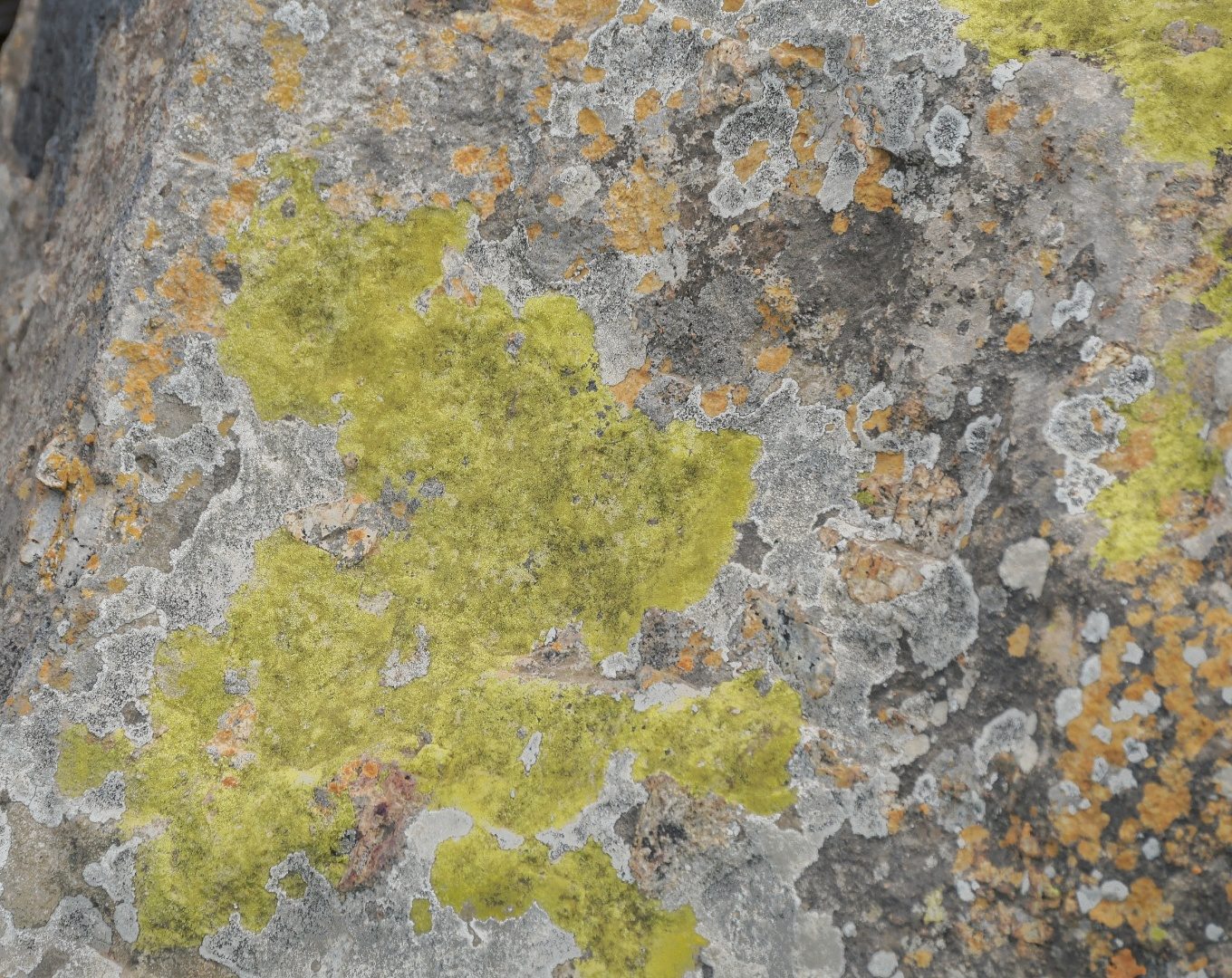 Flora of the Dome