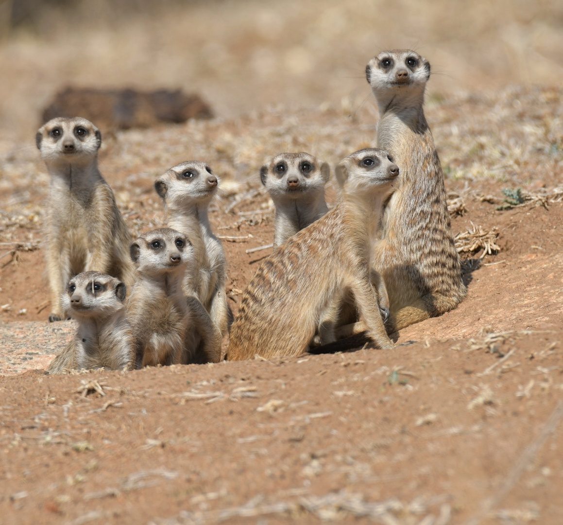 Suricate