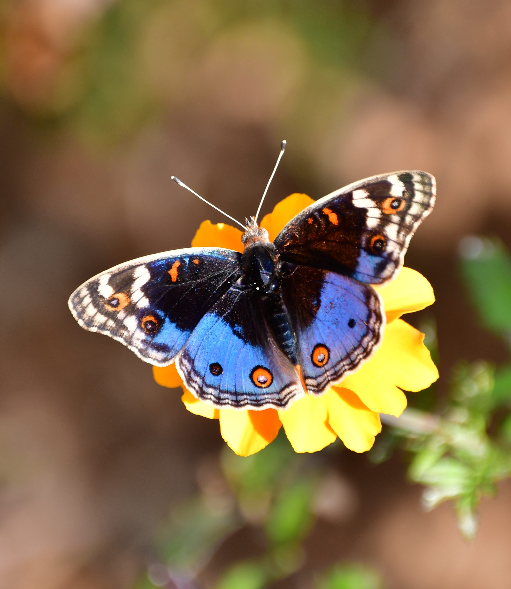 Eyed Pansy