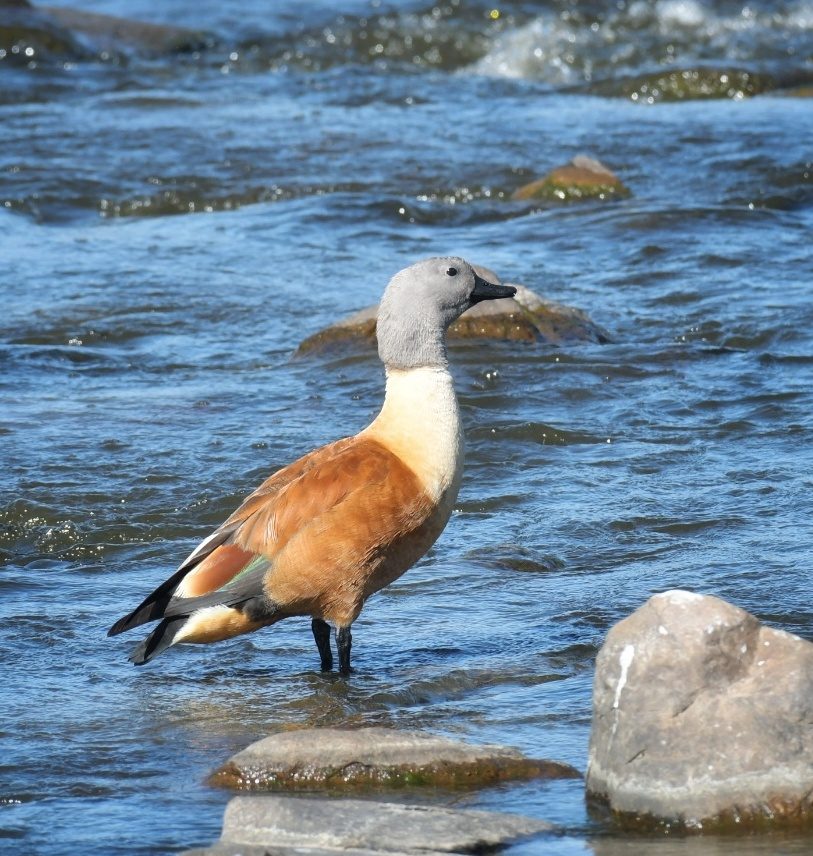 South African shelduck