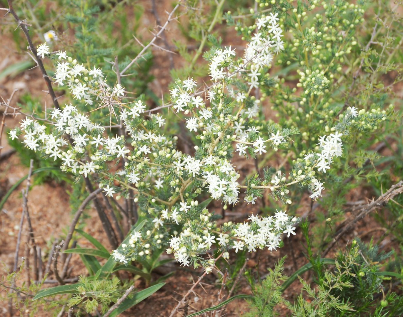 Flora of the Dome