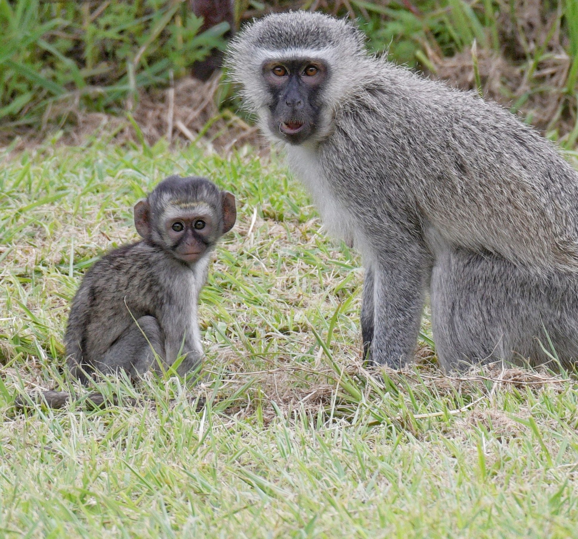 Vervet monkey
