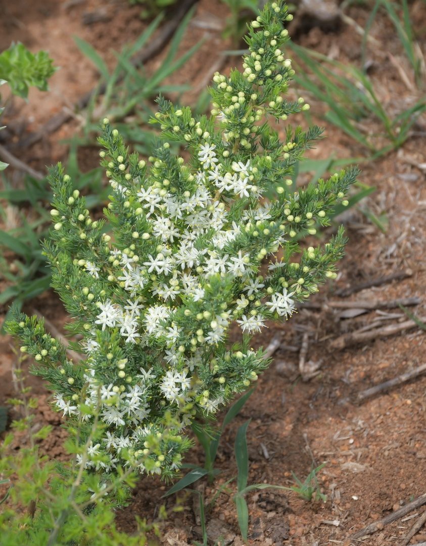Flora of the Dome