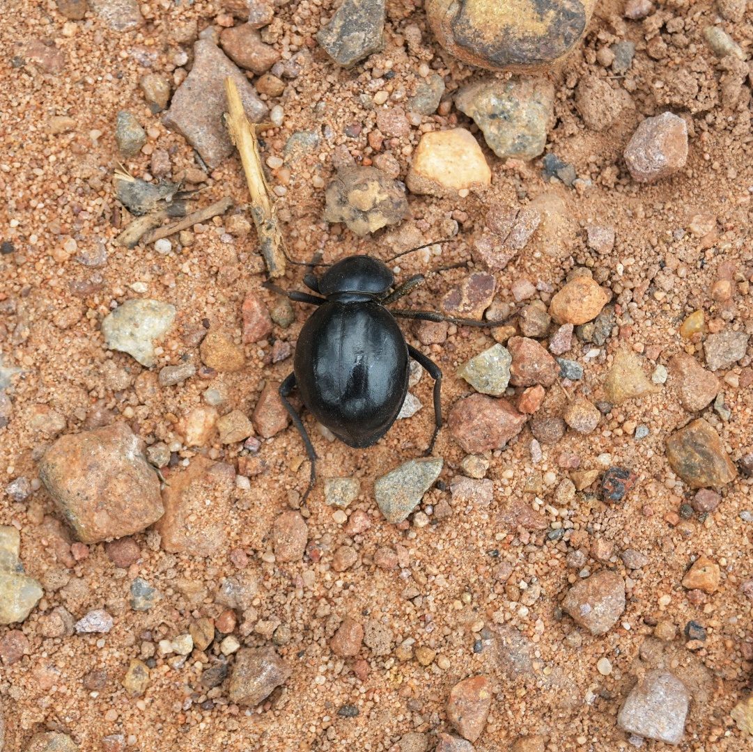 Wildlife of the Dome
