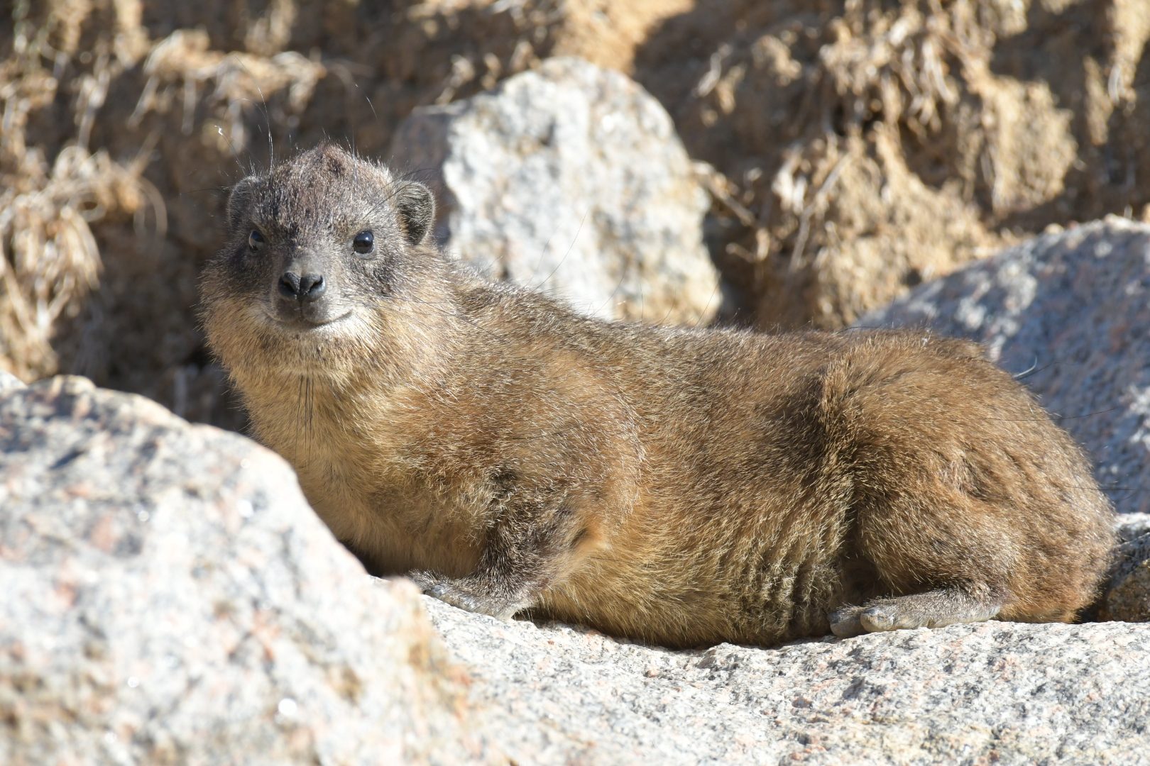Rock hyrax