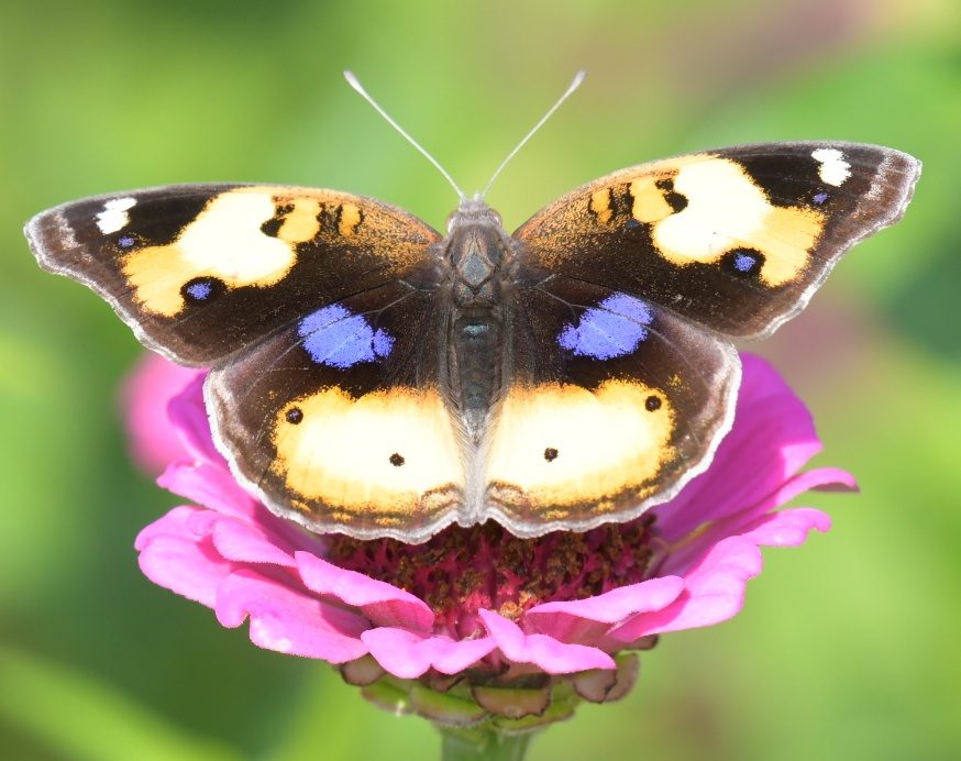 African yellow pansy