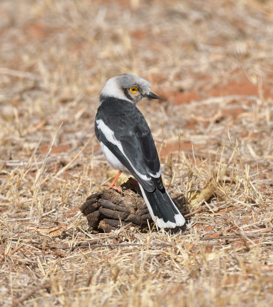 White-crested helmetshrike