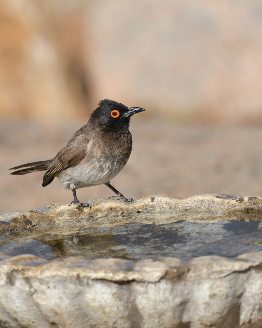 African Red-eyed bulbul (Black-fronted bulbul)