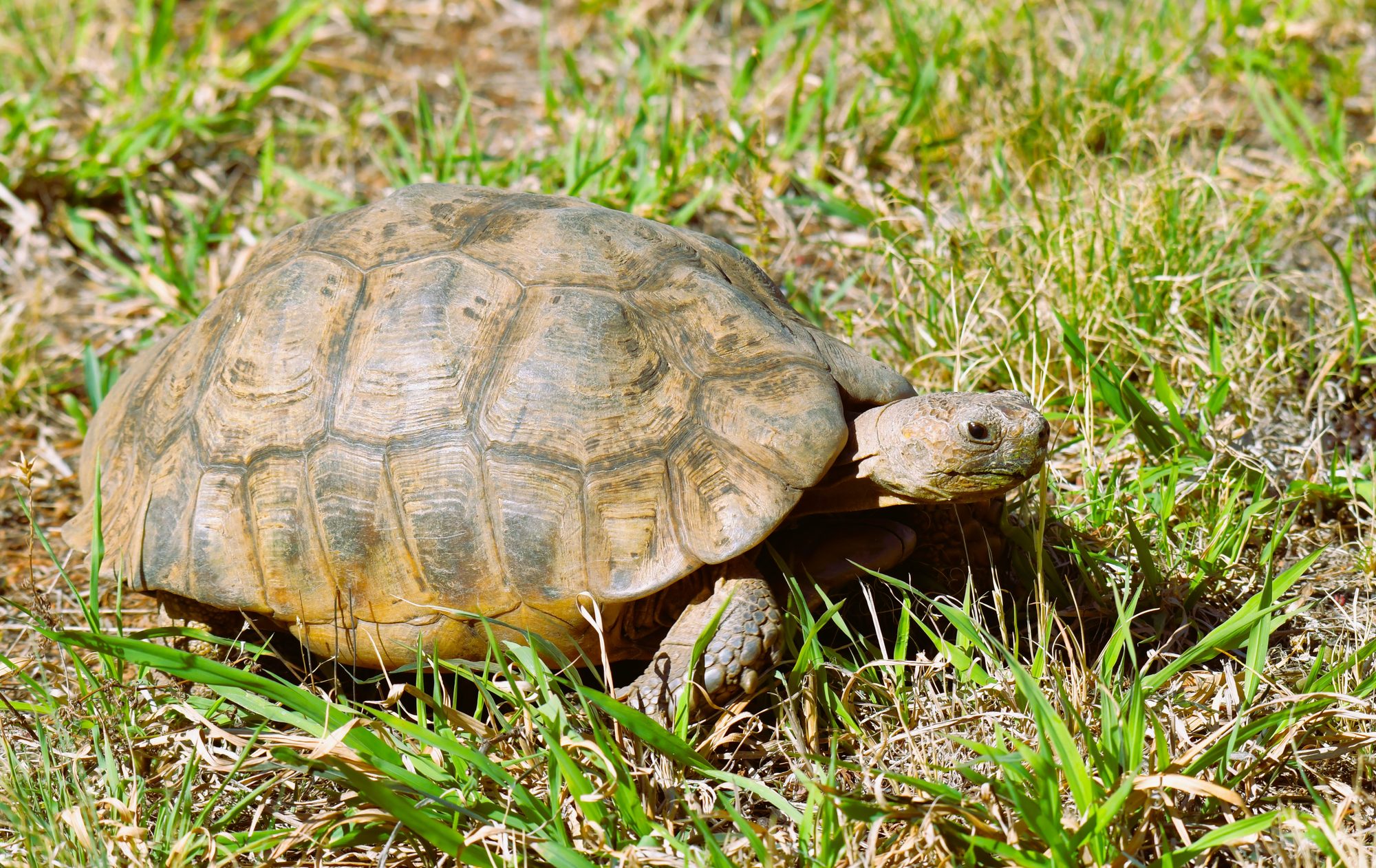 Wildlife of the Dome