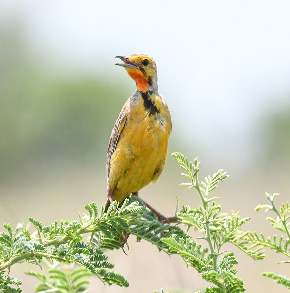 Cape longclaw