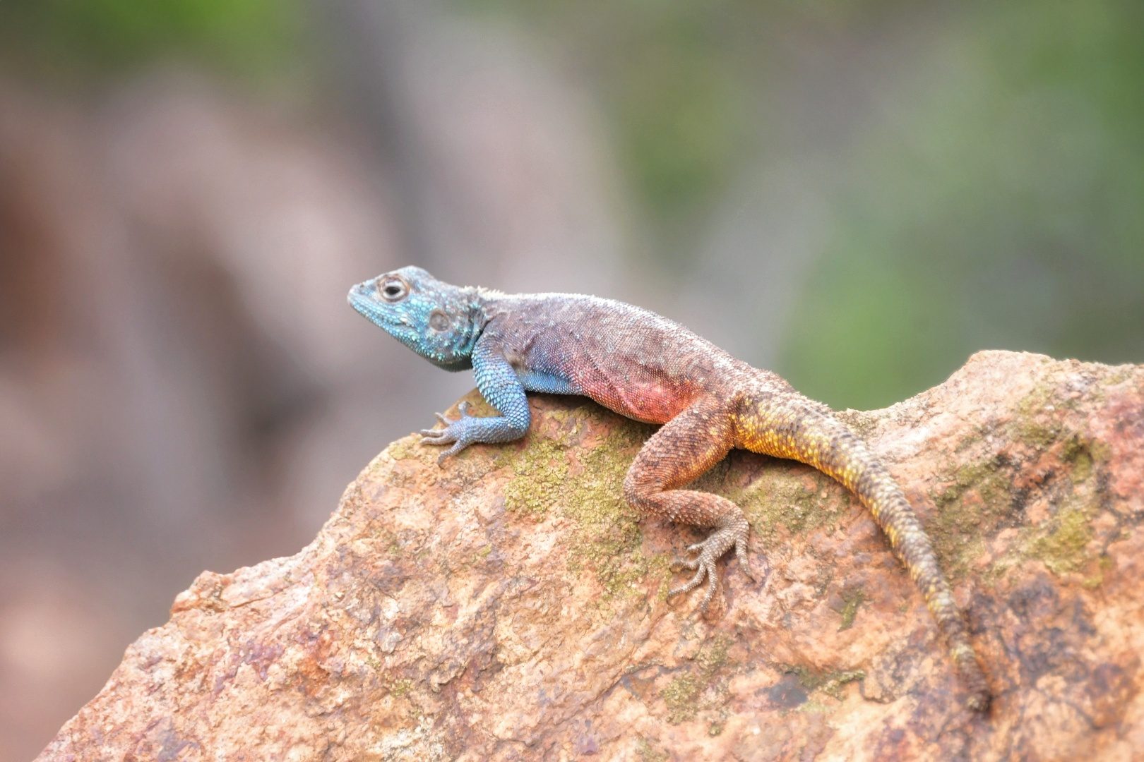 Southern rock agama male