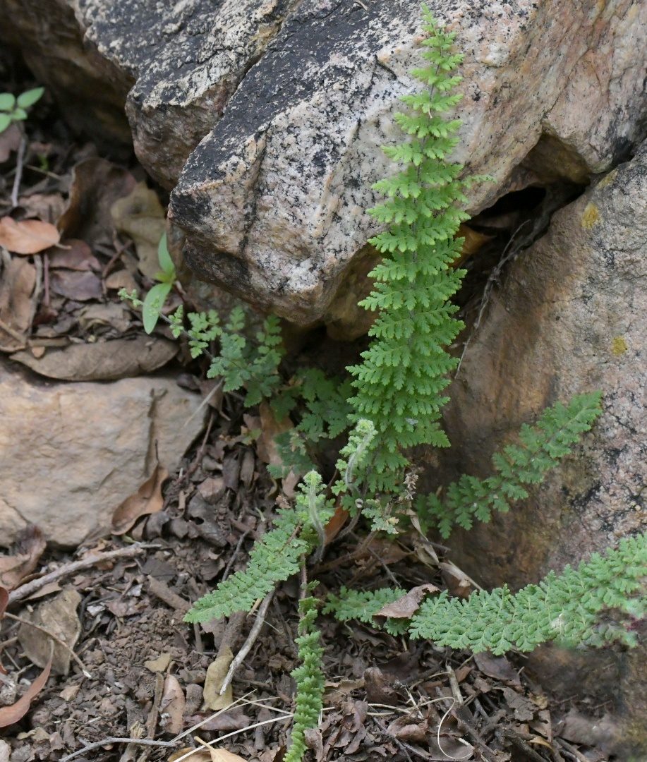 Flora of the Dome