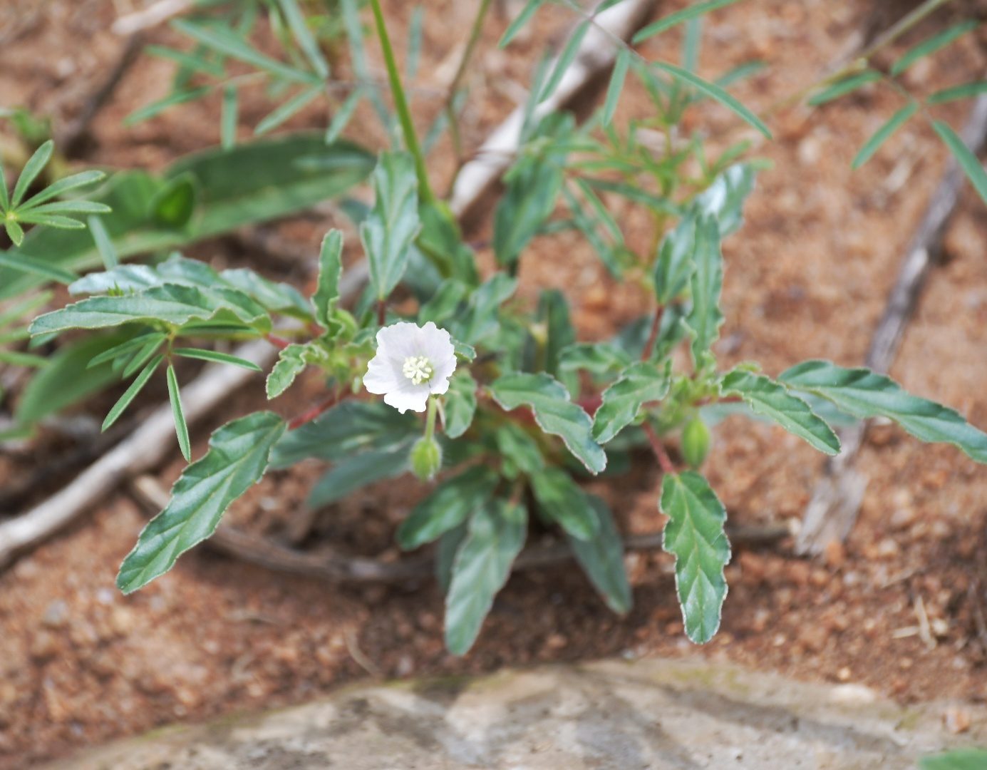 Flora of the Dome